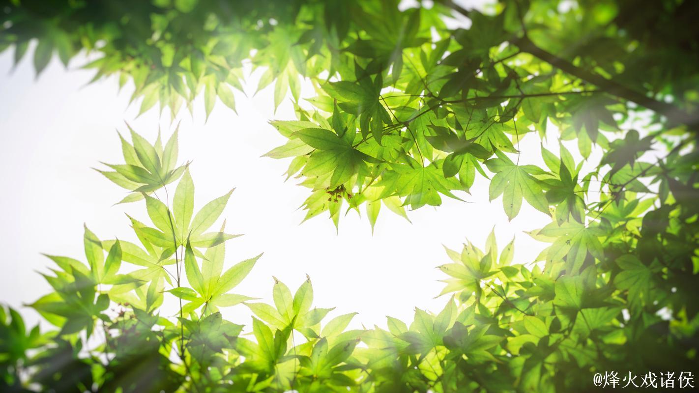 青青草高清视频下载 - 畅享绿色清晰画质 青青草高清视频下载 - 畅享绿色清晰画质